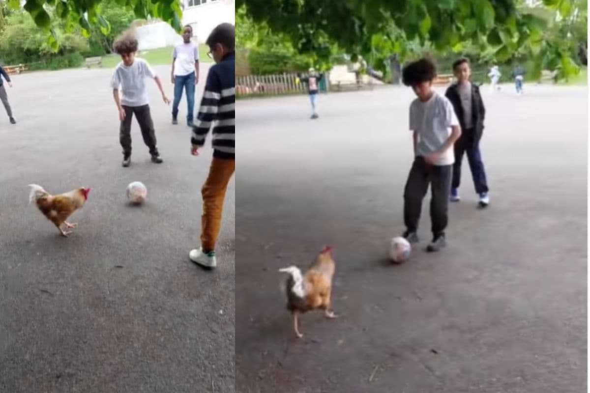 Viral Video: मुर्गे ने दिखाई फुटबॉल स्किल्स, फैंस हुए हैरान