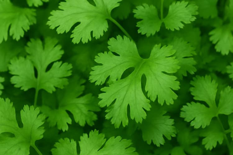 Coriander Leaves Storage Tips: मानसून में धनिया पत्ती नहीं होगी खराब, हरा-भरा रखने के लिए अपनाएं ये टिप्स
