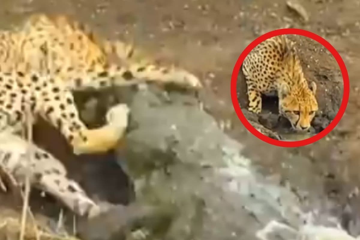 Viral Video : बिजली की रफ्तार से चीते का शिकार, मगरमच्छ पकड़कर ले गया पानी में