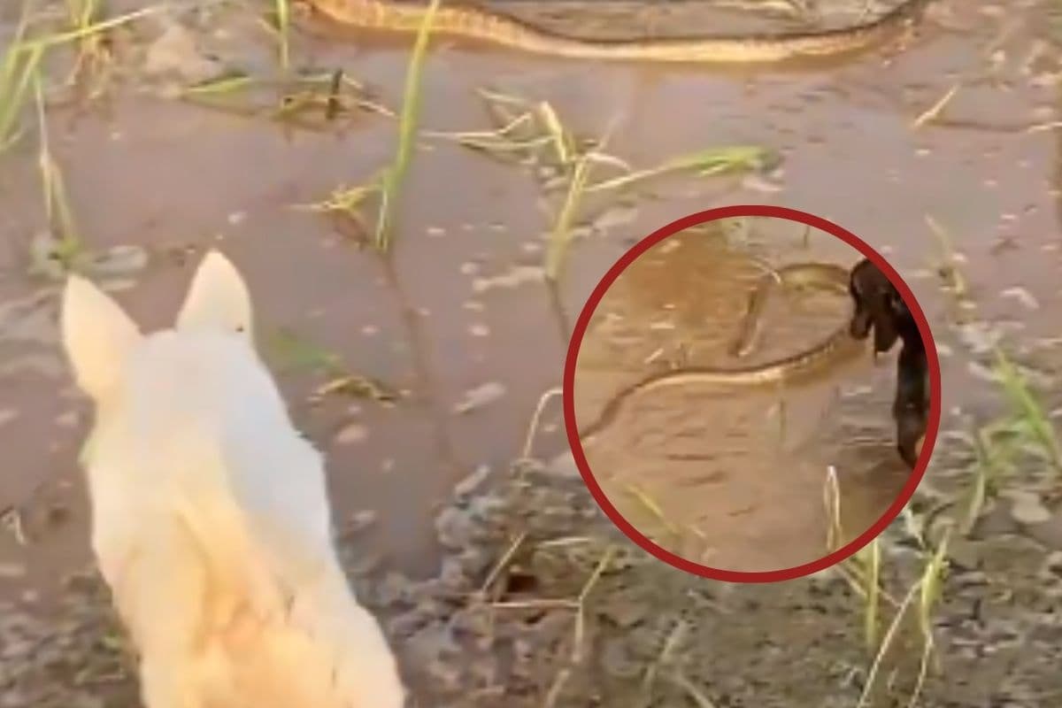 Viral Video : 3 कुत्तों और सांप की भयंकर लड़ाई, देखकर आप भी रह जाएंगे दंग