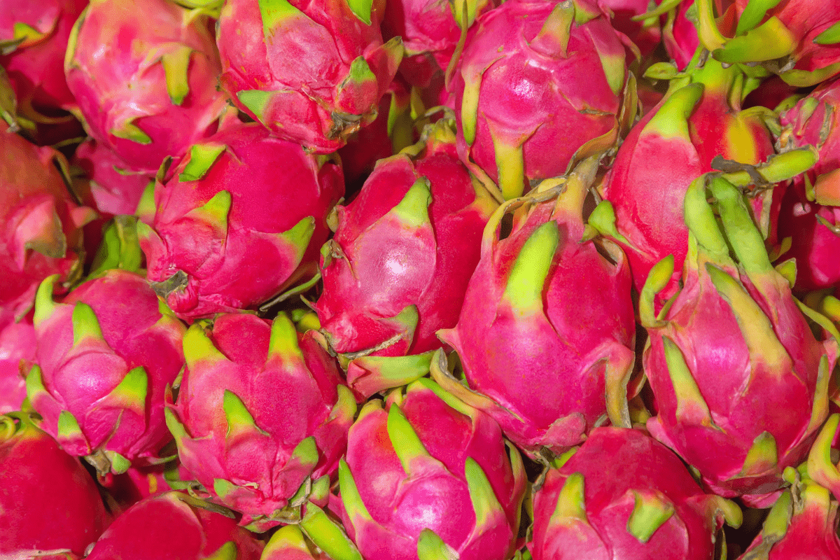 Dragon Fruit Dragon Fruit