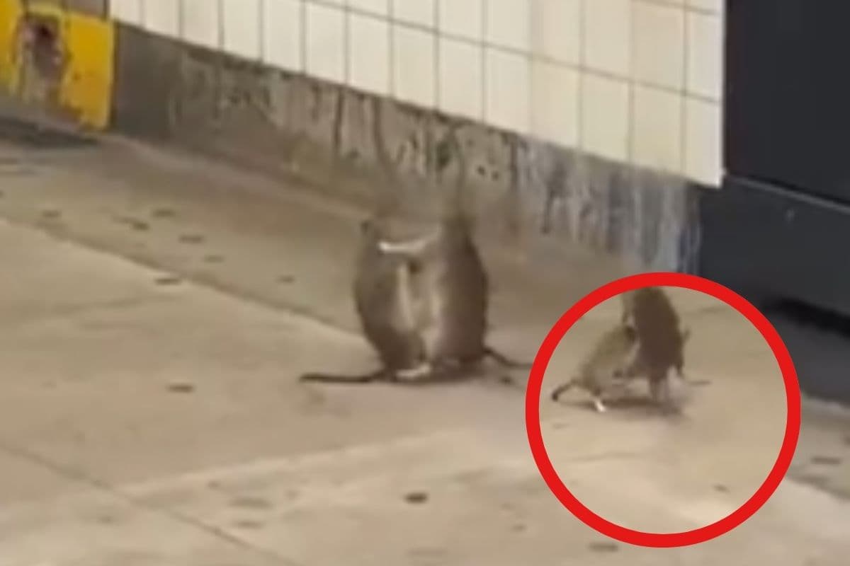 Viral Video : एक दूसरे को पटक–पटक के मारते दिखे दो चूहे