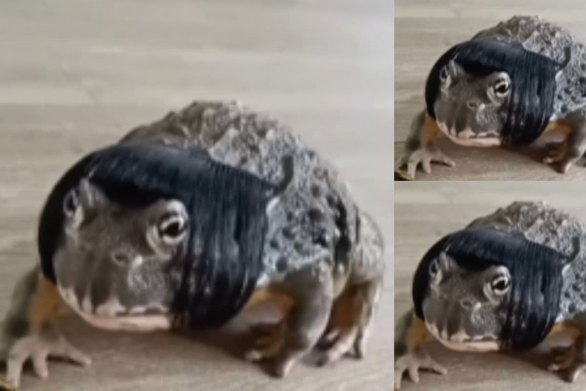 Viral Video: मेंढक की काली जुल्फों ने लोगों का चुराया दिल, वीडियो देखकर रह जाएंगे दंग