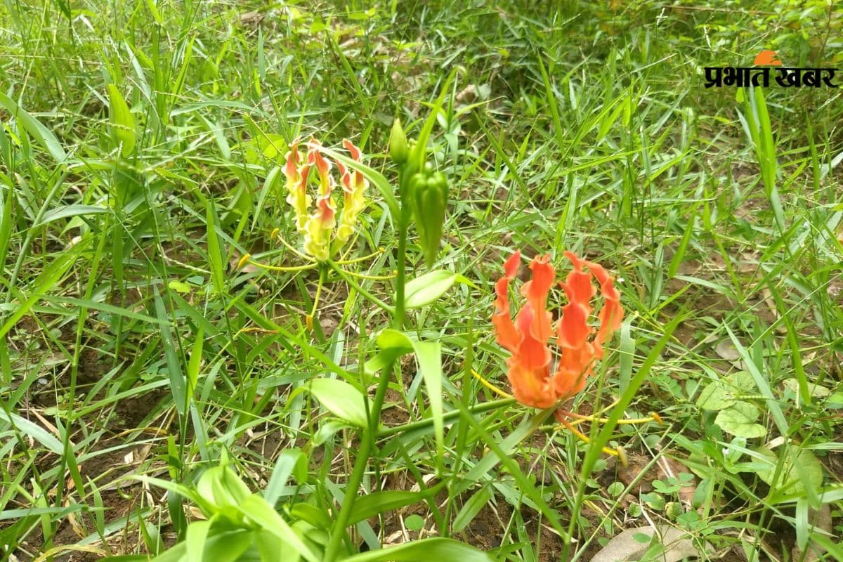 Gloriosa Superba Flower