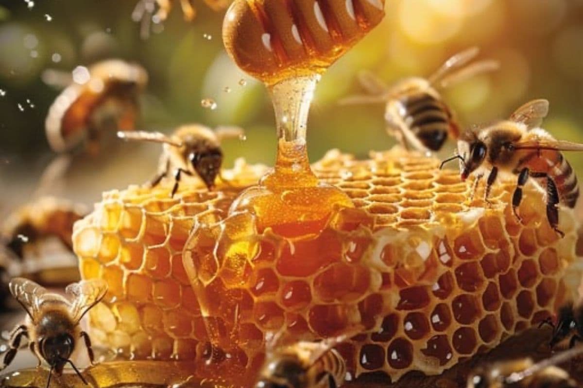 Honey Production In Bihar