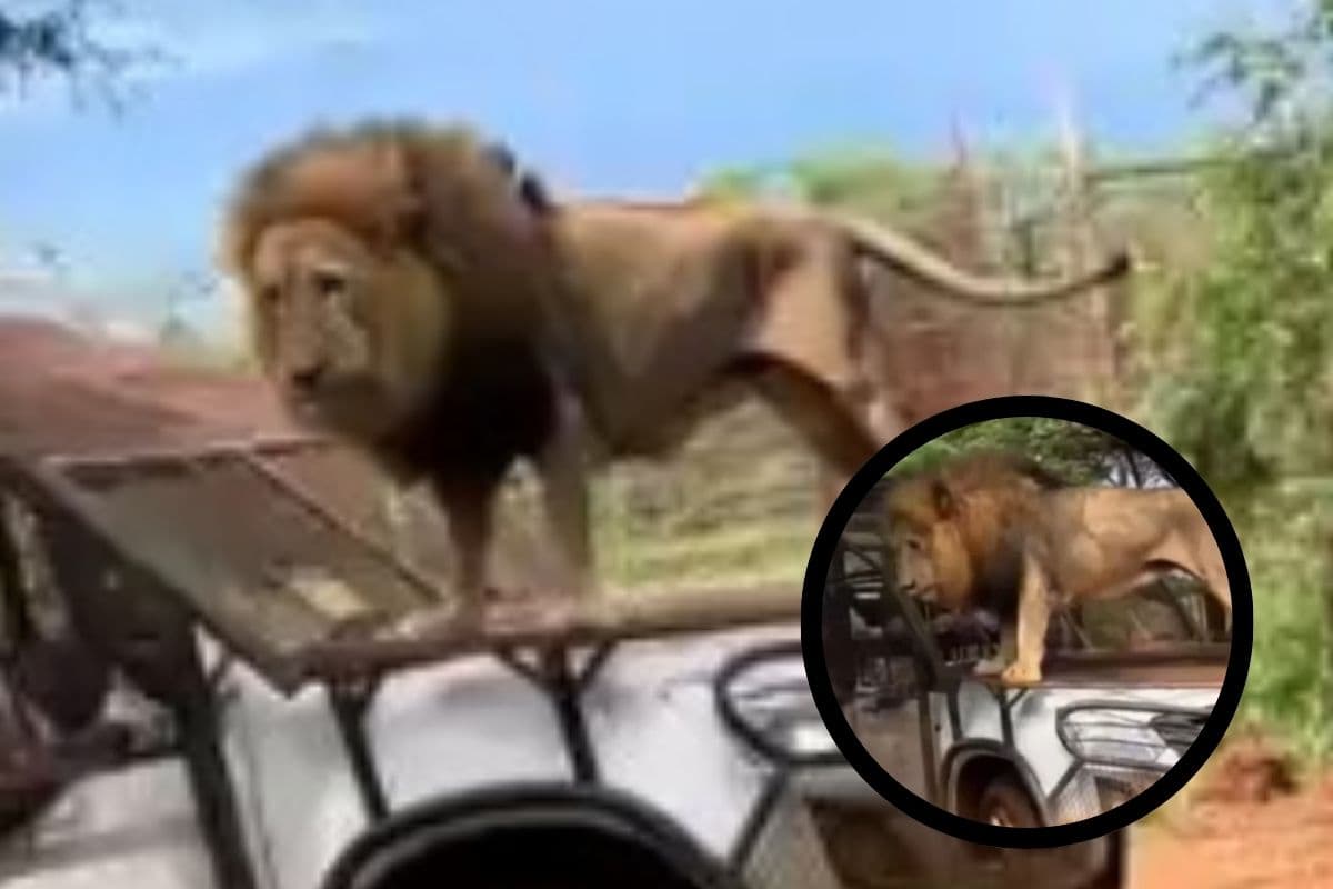 Viral Video : शेर और शेरनी को करनी है जीप की सवारी, हैरान करने वाला वीडियो आया सामने