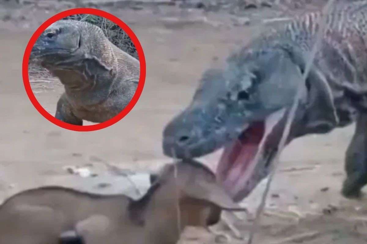 Viral Video : समूचा निगल गया, यह तो एनाकोंडा का भी बाप निकला, वीडियो देखकर सब हैरान