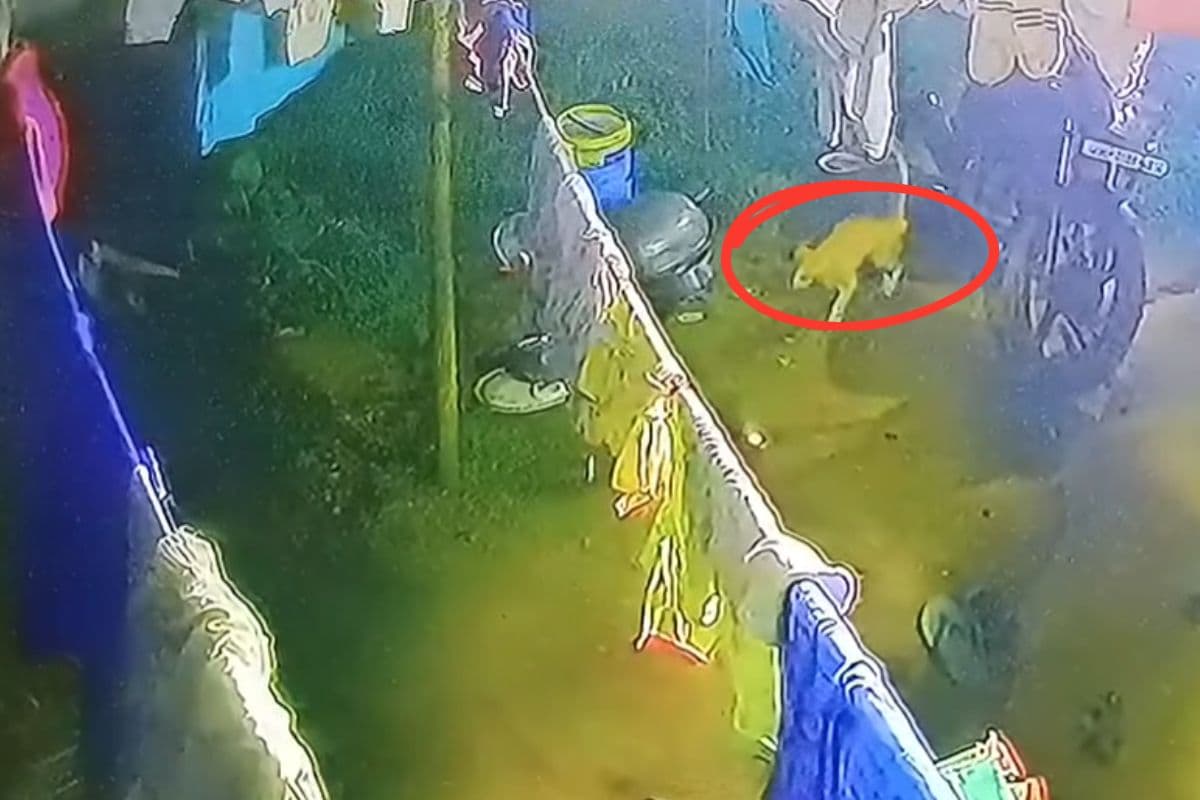 Tiger in Ranchi Video: रांची के कटहल मोड़ इलाके में बाघ की अफवाह, परेशान रही पुलिस