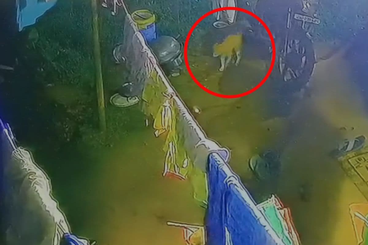 Leopard in Ranchi Video: रांची की घनी आबादी वाले इलाके में दिखा तेंदुआ, मचा हड़कंप