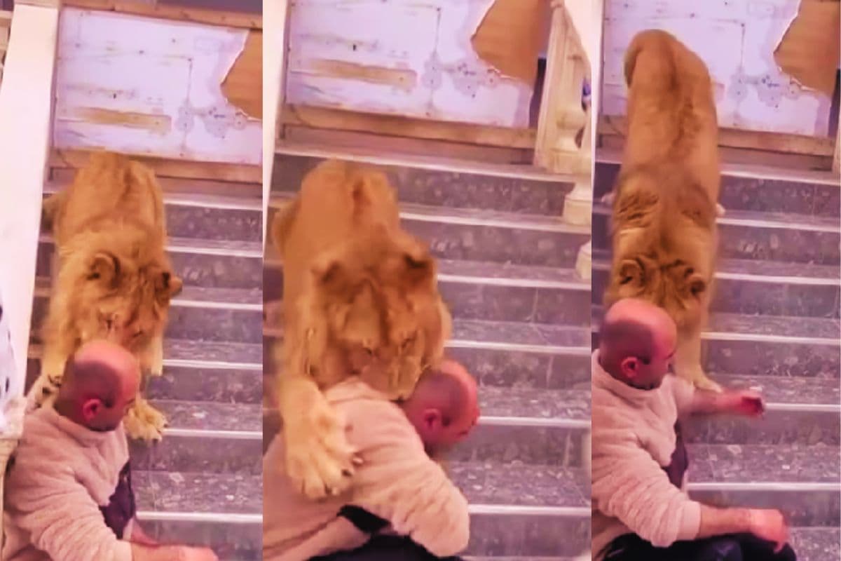 फोटो खिंचाते शख्स पर झपटा शेर, गर्दन पर किया हमला, VIRAL VIDEO में दिखा खौफनाक नजारा