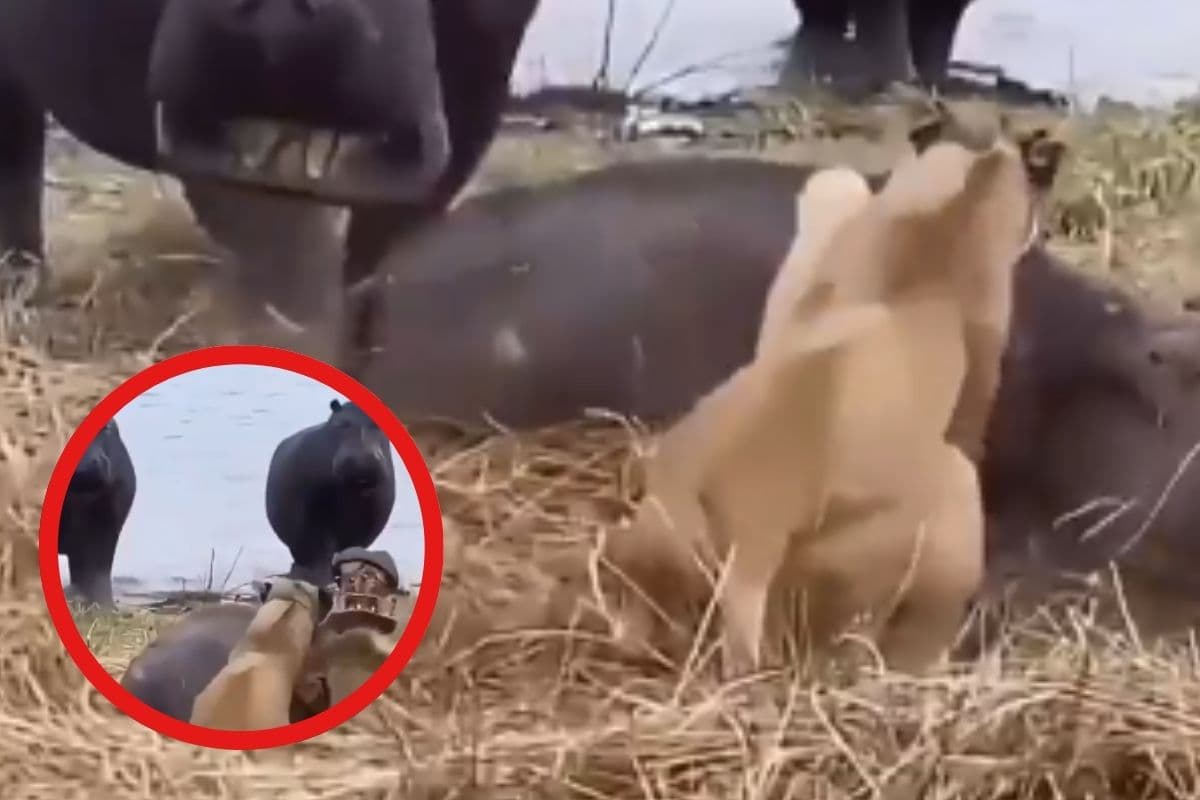 Viral Video : हिप्पो ने किया शेरों पर जोरदार पलटवार, दुम दबाकर भागे जंगल के राजा