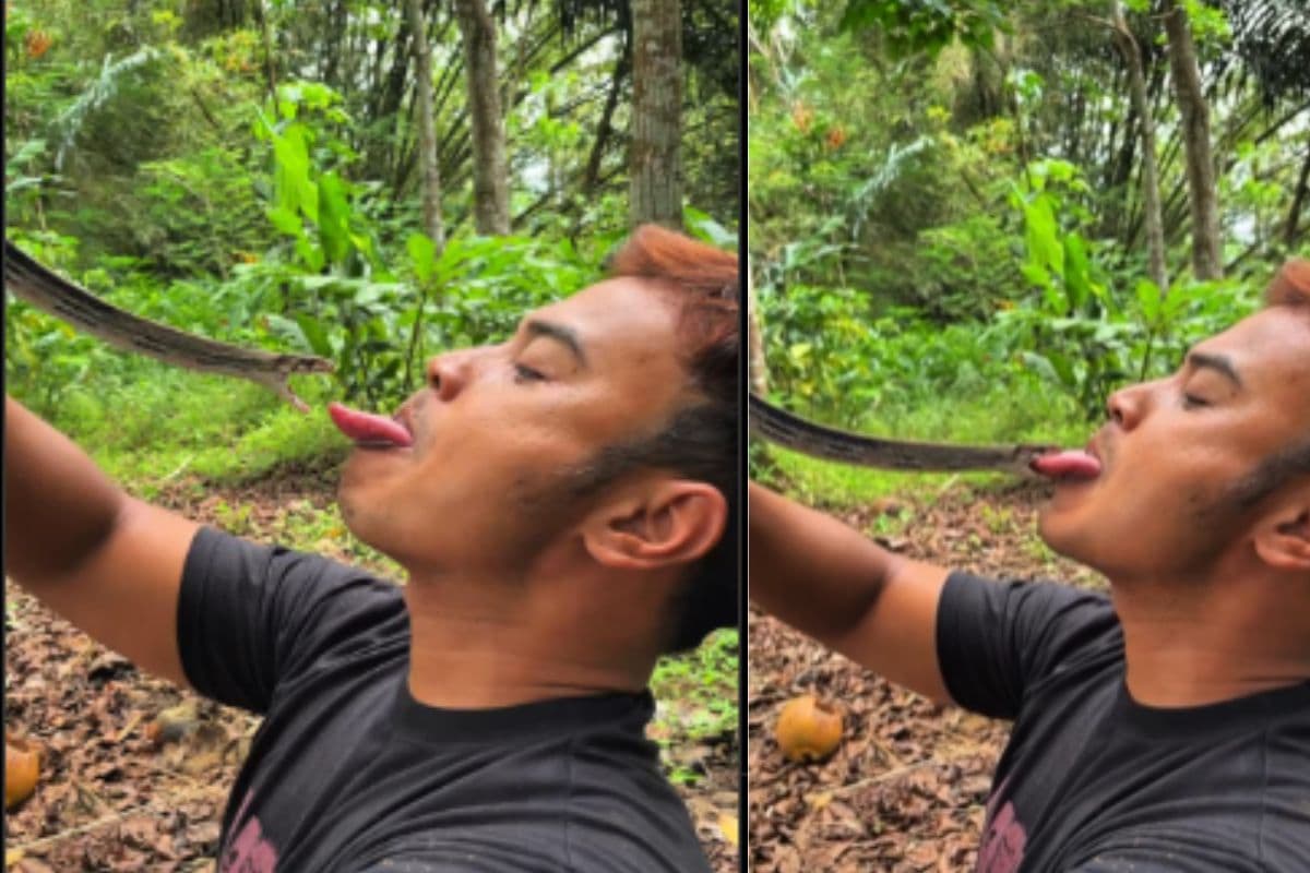 Viral Video: सांप को जीभ दिखा रहा आदमी, काले नाग ने ऐसा लिया बदला कि उड़ गए सभी के होश