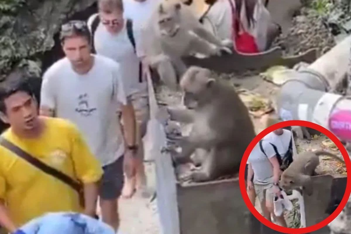 Viral Video : बंदर से भी चालाक निकला ये शख्स, वीडियो देखकर आप भी हंस देंगे