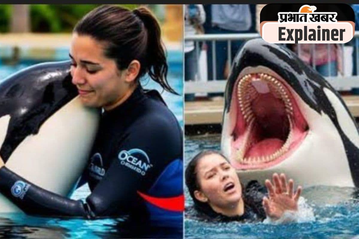 Story of Viral Video Orca : डॉल्फिन ओर्का के झूठे वीडियो ने कितनी की कमाई? समझें कैसे हो जाते हैं वायरल
