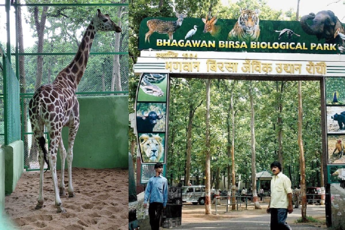 Ormanjhi Zoo Giraffe Ormanjhi Zoo Giraffe