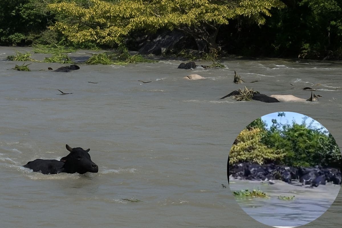 Viral Video Fact Check : पंजाब के बाढ़ में बही सैकड़ों भैंस पाकिस्तान पहुंची!