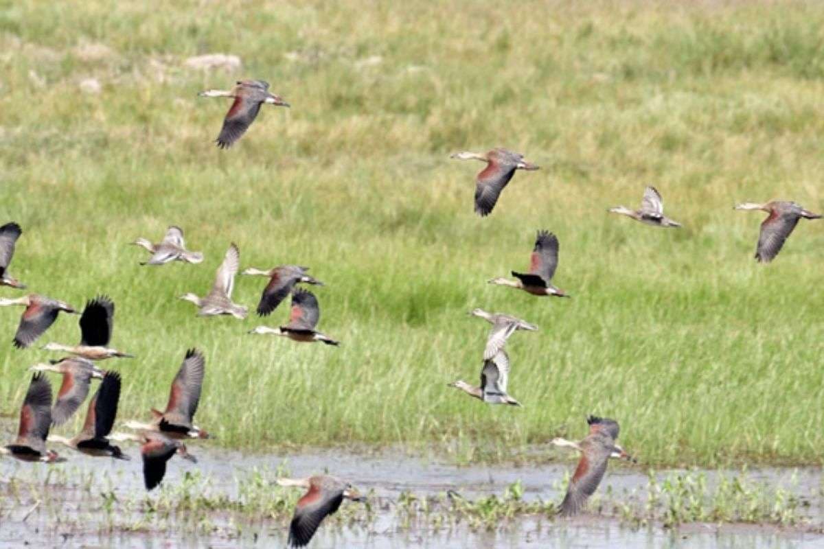 Ramsar Sites: बिहार को मिला दो नये रामसर साइट का तोहफा, संख्या हुई पांच, भारत एशिया में नंबर वन