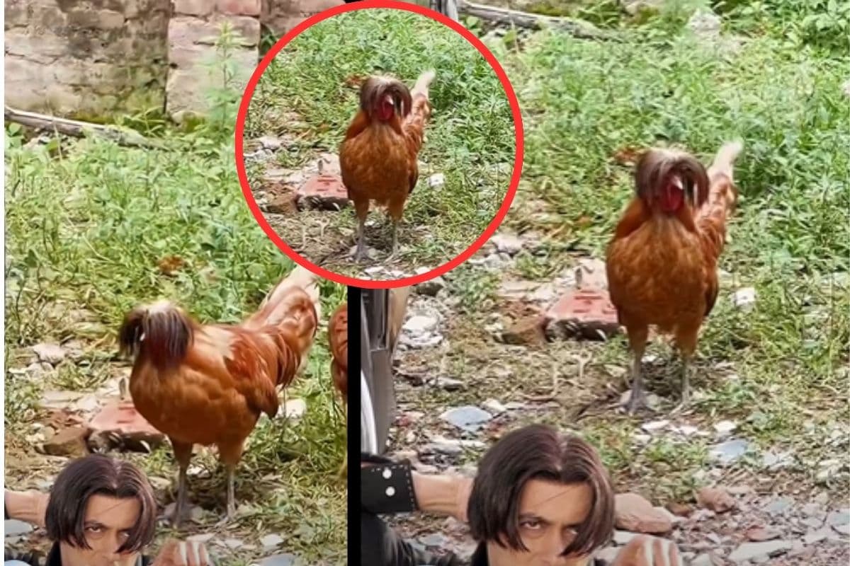 Viral Video: मुर्गे का बॉलीवुड स्टाइल, ‘तेरे नाम’ हेयरकट से मचाया बवाल