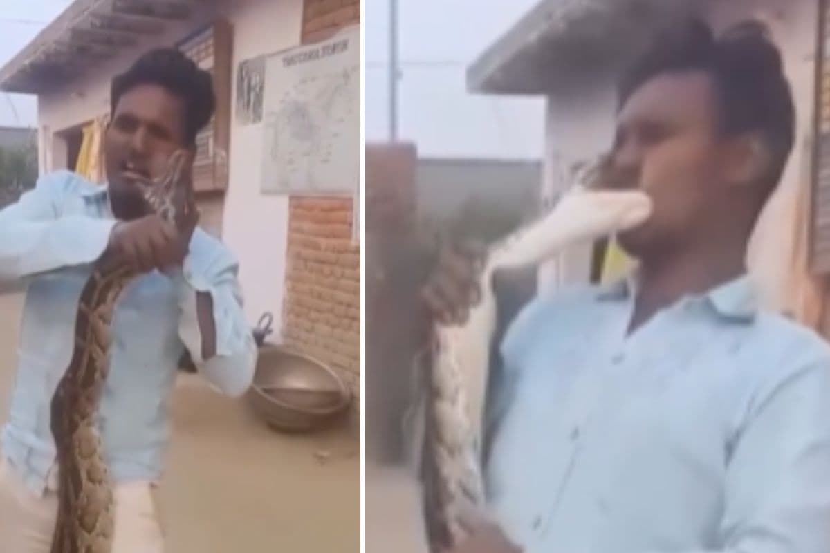 Viral Video: अजगर को kiss करना पड़ा भारी, शख्स का गाल बना शिकार, देखें वीडियो