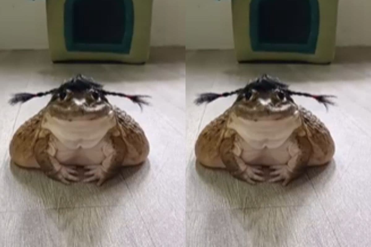 Viral Video: दो चोटी वाले मेंढ़क का जलवा, काली जुल्फें लहराकर सोशल मीडिया पर मचाया तहलका