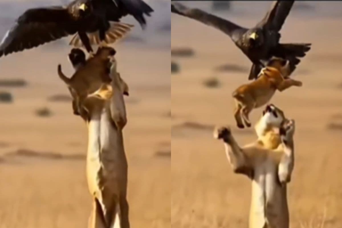 Viral Video: शावक को दबोचकर उड़ चला बाज, मां शेरनी ने जमीन पर पटककर किया बुरा हाल, देखें वीडियो