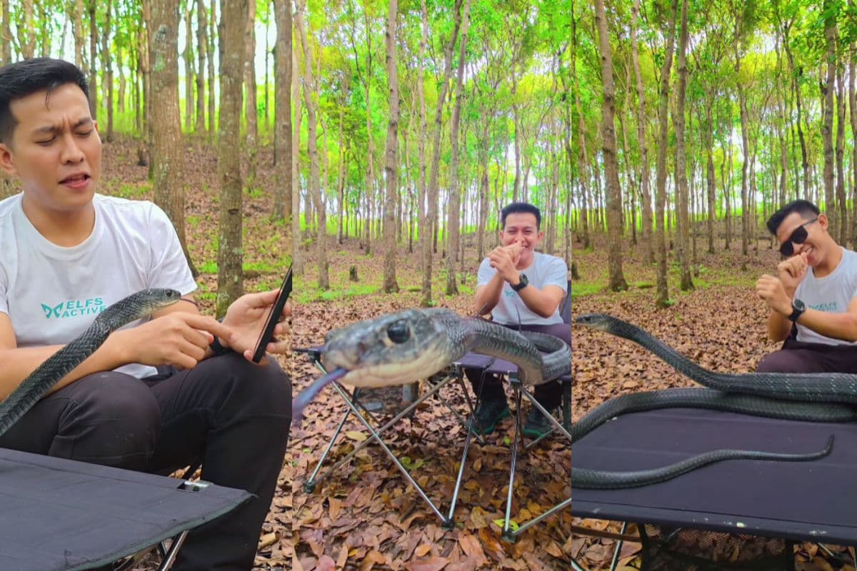 Viral Video: सांप को सुनायी बीन की धुन, फिर लचक-लचककर नाचा सांप, वीडियो देख हैरान हो जायेंगे आप