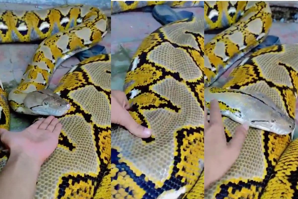 VIRAL VIDEO: इतने बड़े और भयंकर अजगर को बना लिया पालतू, वीडियो देख उड़ जायेंगे आपके होश