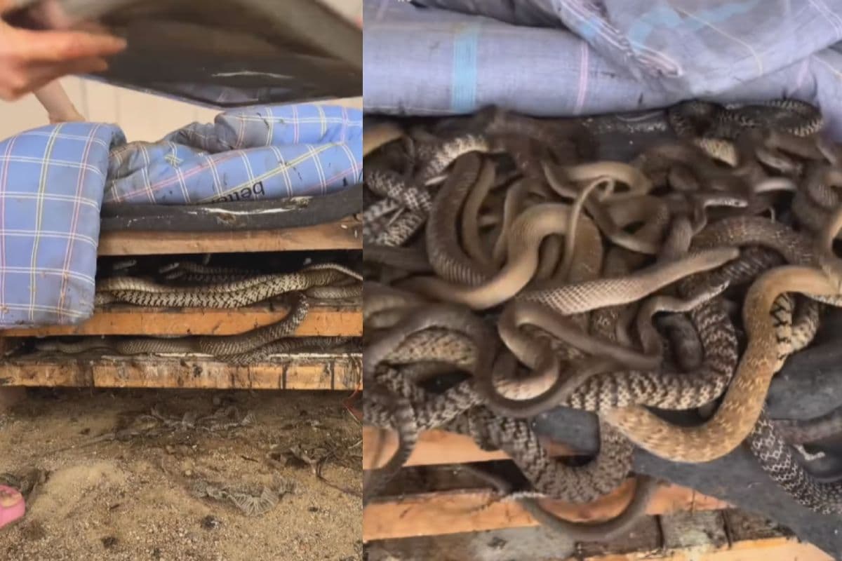 Viral Video: लड़की ने चादर हटाया और दिखे सैकड़ों सांप, खौफनाक वीडियो देख चौंक जाएंगे आप