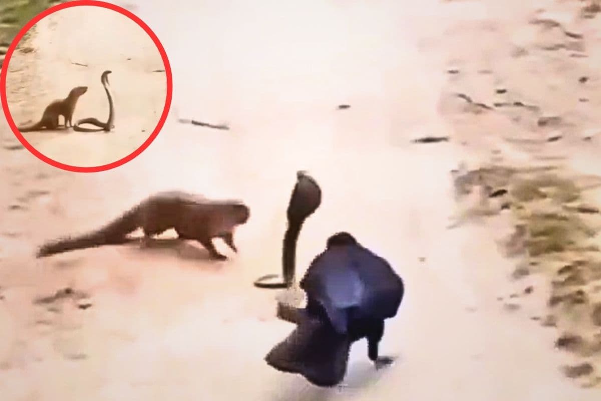 Viral Video: सांप और नेवले के बीच चल रही थी भीषण जंग, कौआ आकर कर दिया बड़ा खेला; सोशल मीडिया पर छाया वीडियो