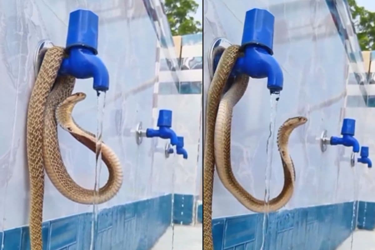 Viral Video: प्यासा सांप! नल से पानी पीता देख नहीं होगा यकीन, वायरल वीडियो देख चौंक जाएंगे