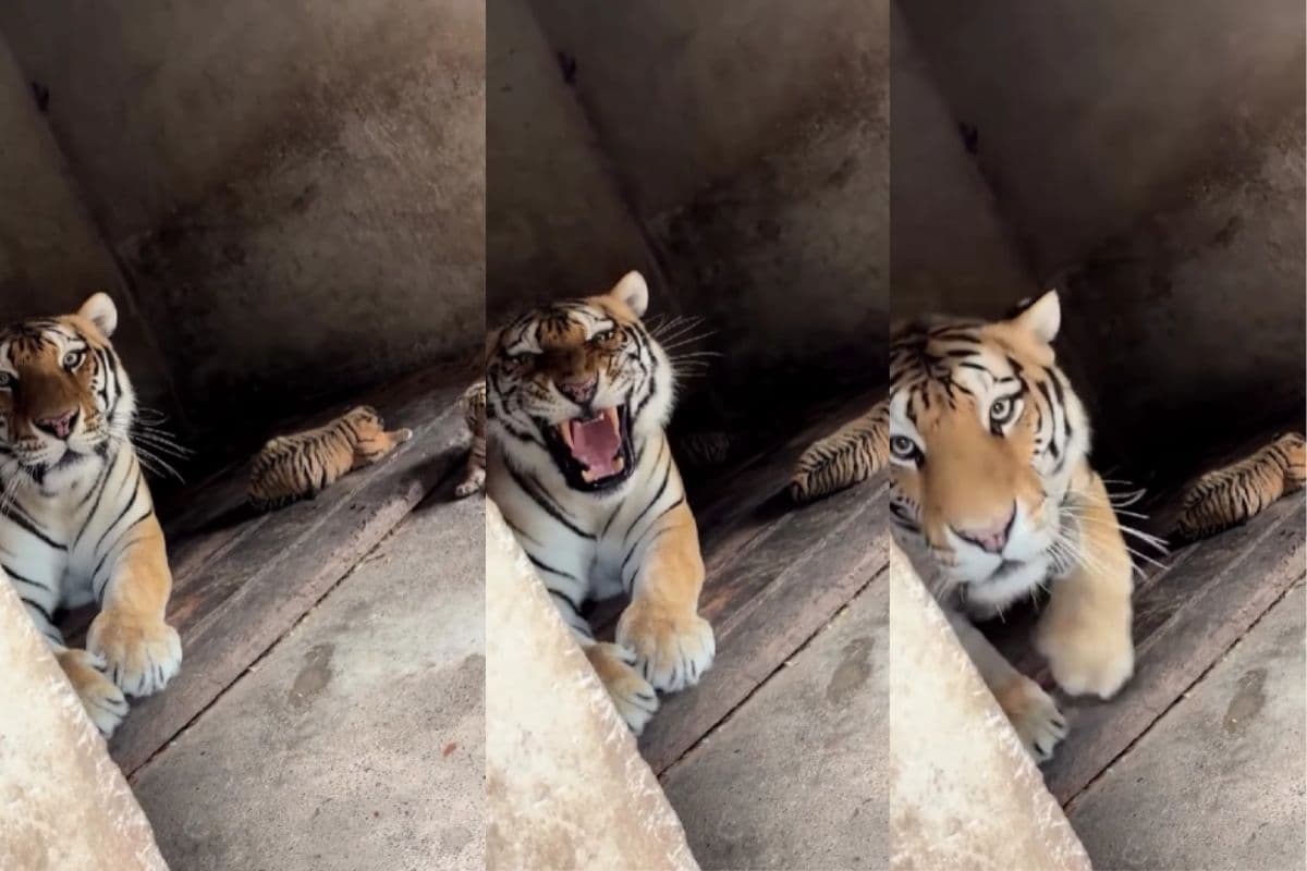 VIRAL VIDEO: बच्चों संग फैमिली टाइम स्पेंड कर रही थी बाघिन, वीडियो वाले भैया ने किया डिस्टर्ब, तो मारा झपट्टा