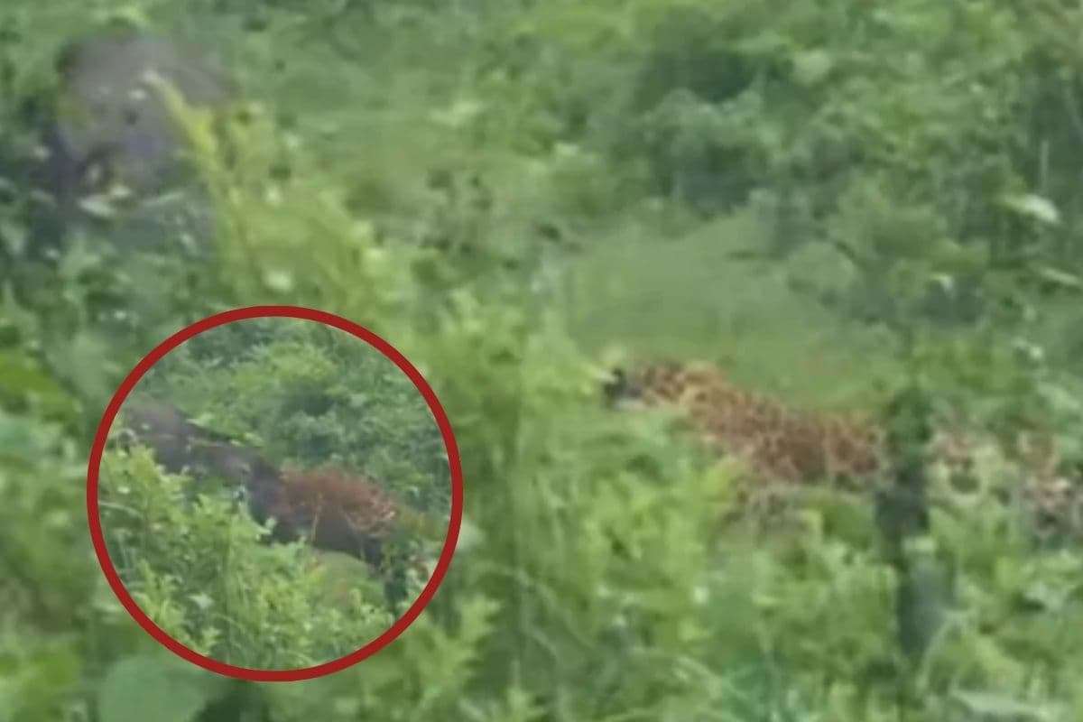 Viral Video : बाप रे जंगली सुअर! तेंदुआ खूंखार जानवर को देखकर भागने लगा
