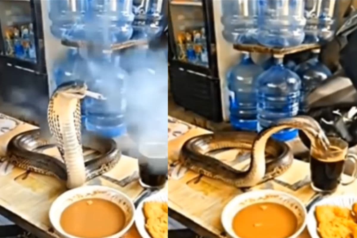 Viral Video: कोबरा तो निकला नशेड़ी, सिगरेट का छल्ला उड़ाते वीडियो वायरल