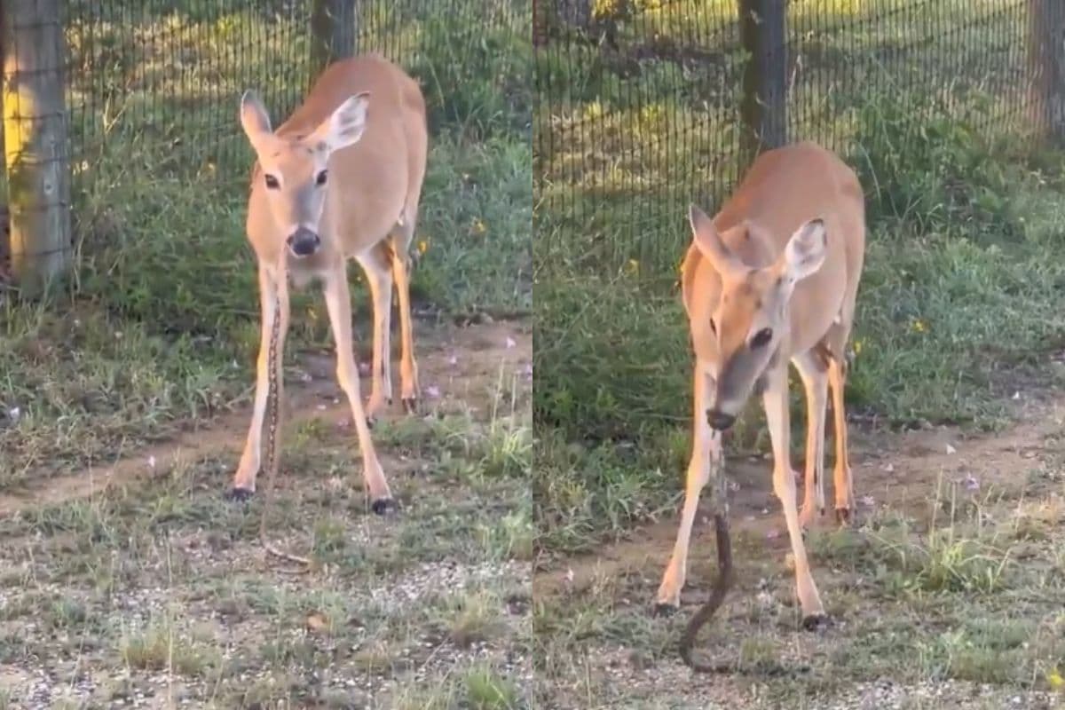 Viral Video: घोर कलयुग! घास खाने वाला हिरण चबाने लगा सांप, कमजोर दिल वाले न देखें वीडियो