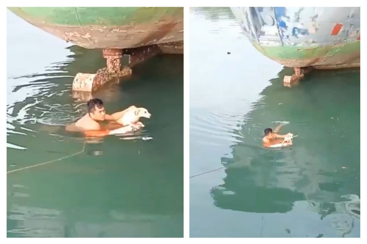 Viral Video: पानी के बीच फंसकर मौत का इंतजार कर रहा था कुत्ता, शख्स ने मसीहा बनकर बचाई जान, वायरल हो रहा वीडियो