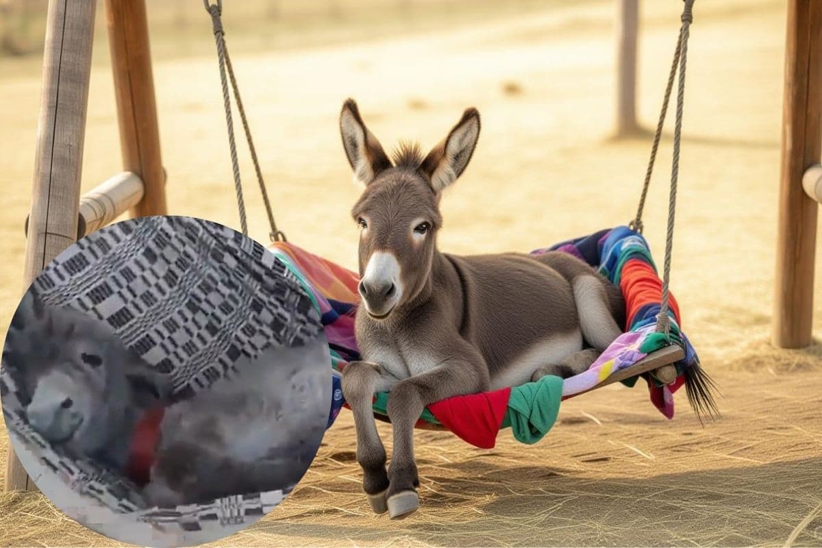 Viral Video: झूले में स्वर्ग का आनंद अनुभव करने लगा गधा, वीडियो देखकर दिल जाएगा दिल