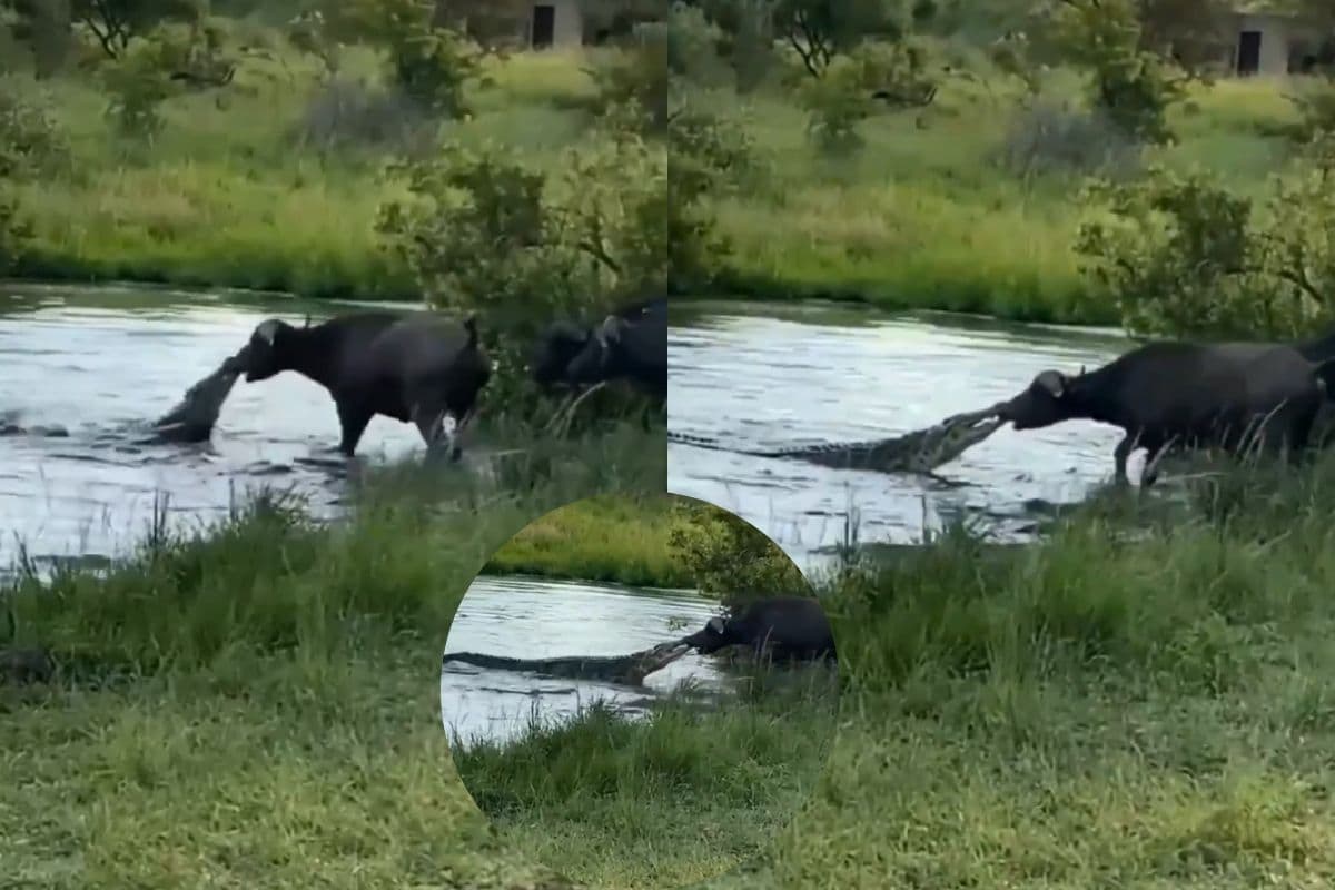 Viral Video: मगरमच्छ और भैंस में भयंकर लड़ाई, भैंसे की ताकत ने किया हैरान, वायरल हो रहा वीडियो