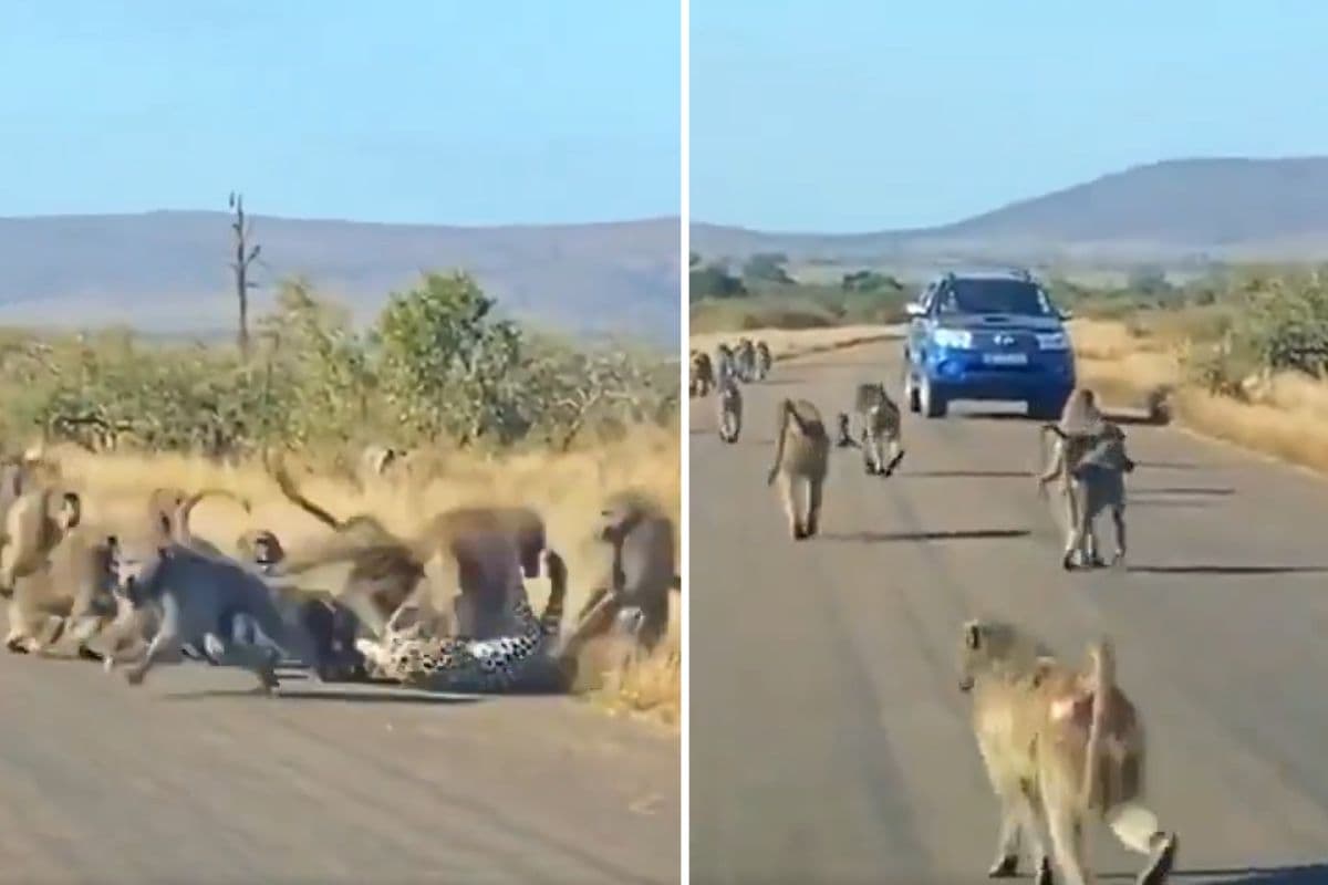 Viral Video: लंगूरों में चीता को पटक-पटक कर मारा, दुम दबाकर भागा शिकारी, वीडियो हो रहा वायरल