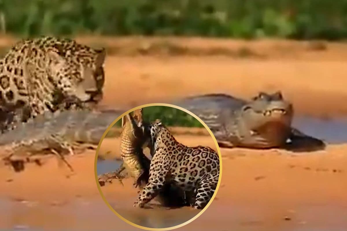 Viral Video: हैरान कर देगी इस शिकारी की ताकत, खिलौने की तरह मुंह से उठा लिया मगरमच्छ