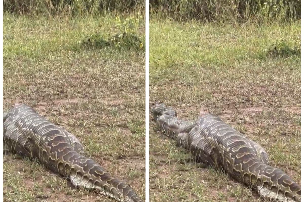 Viral Video:पेट है या कुआं! रॉक पाइथन ने निगल लिया वयस्क इंपाला, फूलकर हो गया कुप्पा