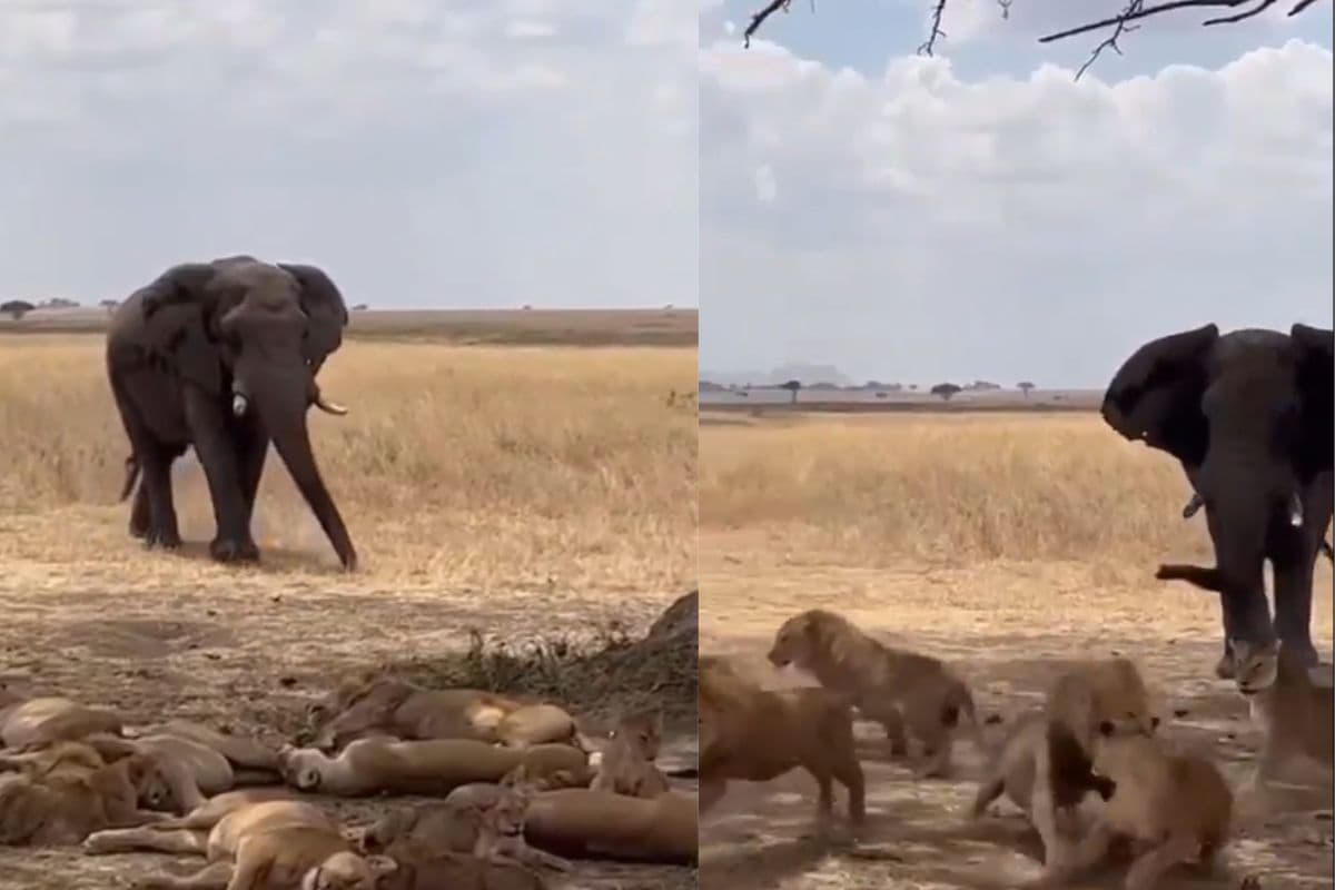 Viral Video: 10 शेरों से भिड़ने आ गया एक हाथी, वीडियो देखकर हो जाएंगे हैरान