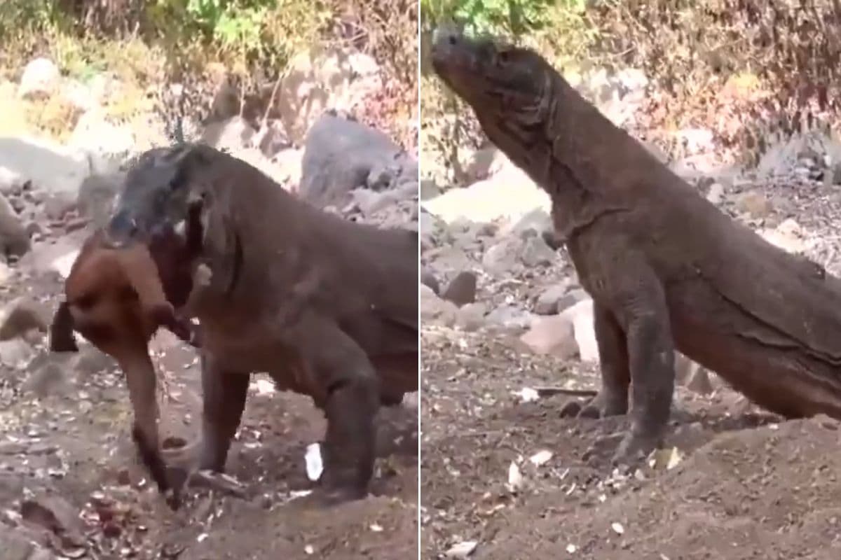 Viral Video: बकरी को जिंदा निगल गया यह दानव, अजगर से भी खतरनाक, वीडियो वायरल