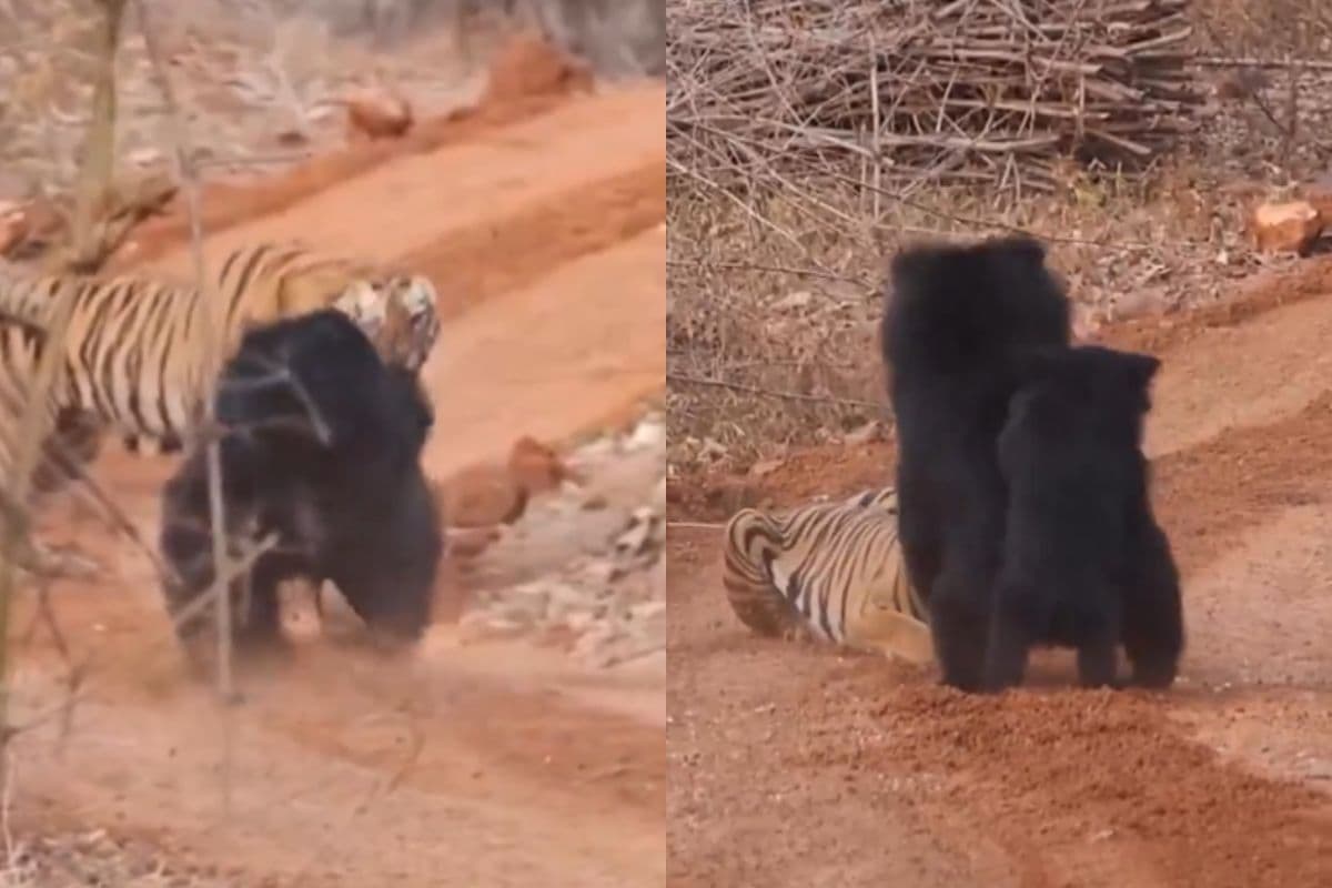 Viral Video: बच्चे पर आई मुसीबत तो बाघ से भिड़ गई मादा भालू, एक मां से बड़ा रक्षक कोई नहीं, वायरल हो रहा वीडियो