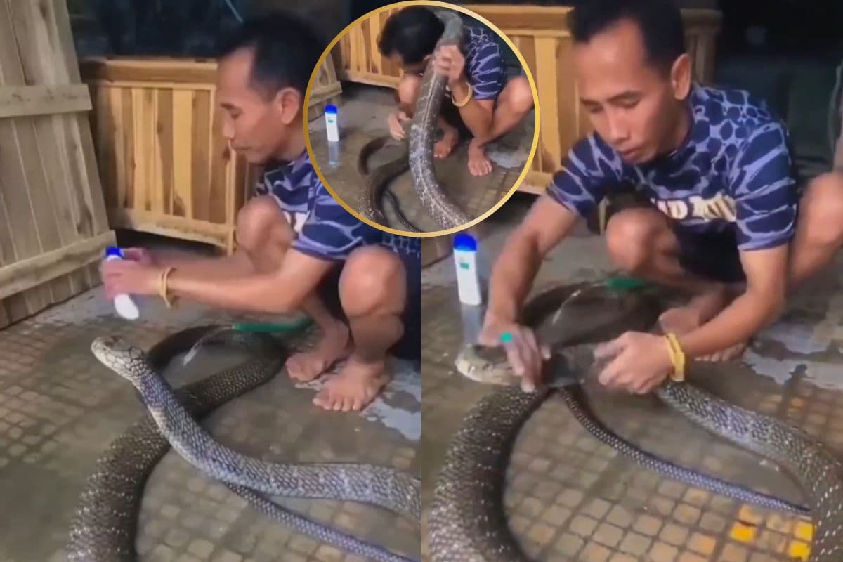 Viral video: सांप को शैंपू लगाकर नहलाता दिखा शख्स, होश उड़ा देगा यह वायरल वीडियो