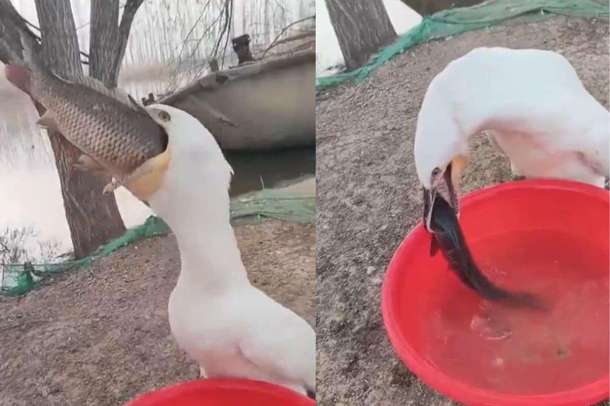 Viral Video: इस पक्षी का पेट है या कुआं, गपागप निगल गया दो-दो बड़ी मछली, हैरान कर देगा वीडियो