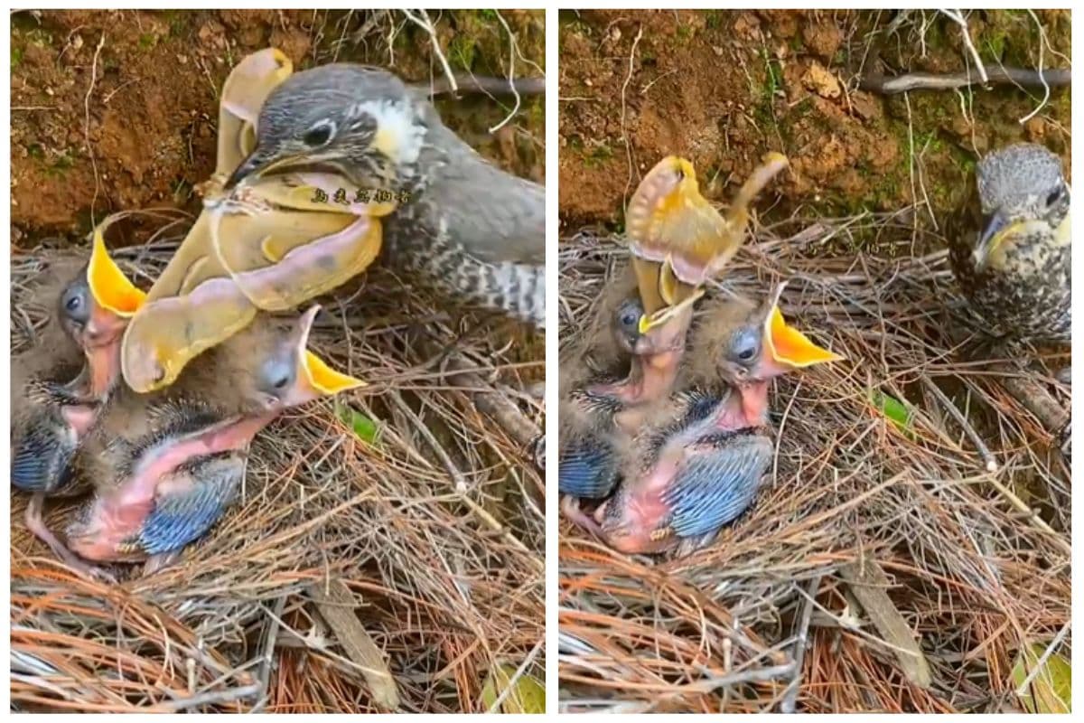 Viral Video: कम मत समझना! पक्षी का नन्हा बच्चा निगल गया इतनी बड़ी तितली, वीडियो कर देगा हैरान