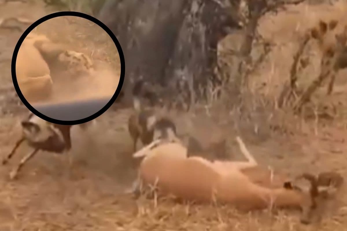 Viral Video : एक शिकार और कई शिकारी, अंत में शेर ने बदल दिया पूरा गेम, देखें वीडियो