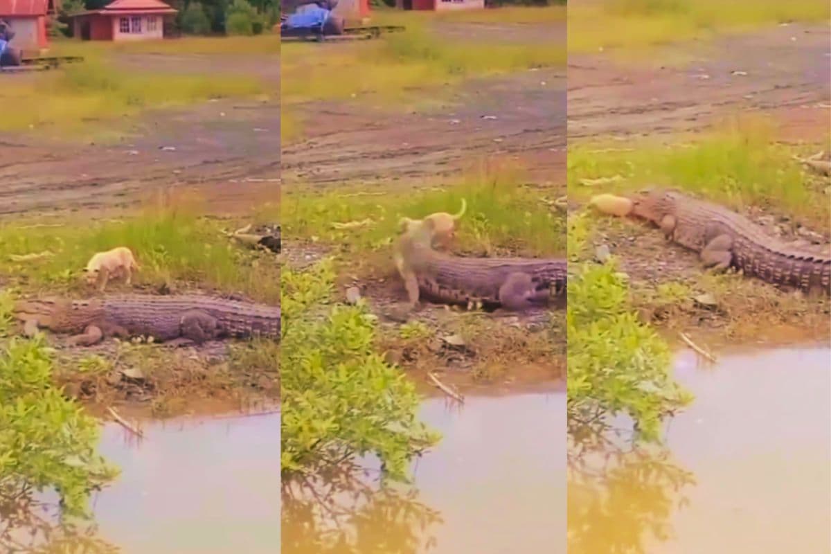 Viral Video: मगरमच्छ ने दबोचा कुत्ते का बच्चा, चिल्लाता रह गया मासूम