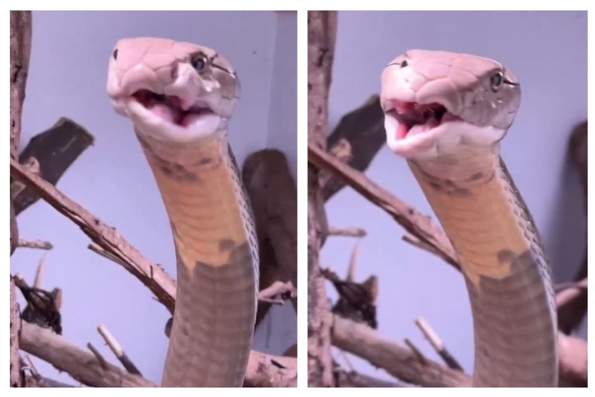 Vial Video: किंग कोबरा का नहीं देखा होगा यह रूप, नहीं रोक पाएंगे हंसी, वायरल हो रहा वीडियो,