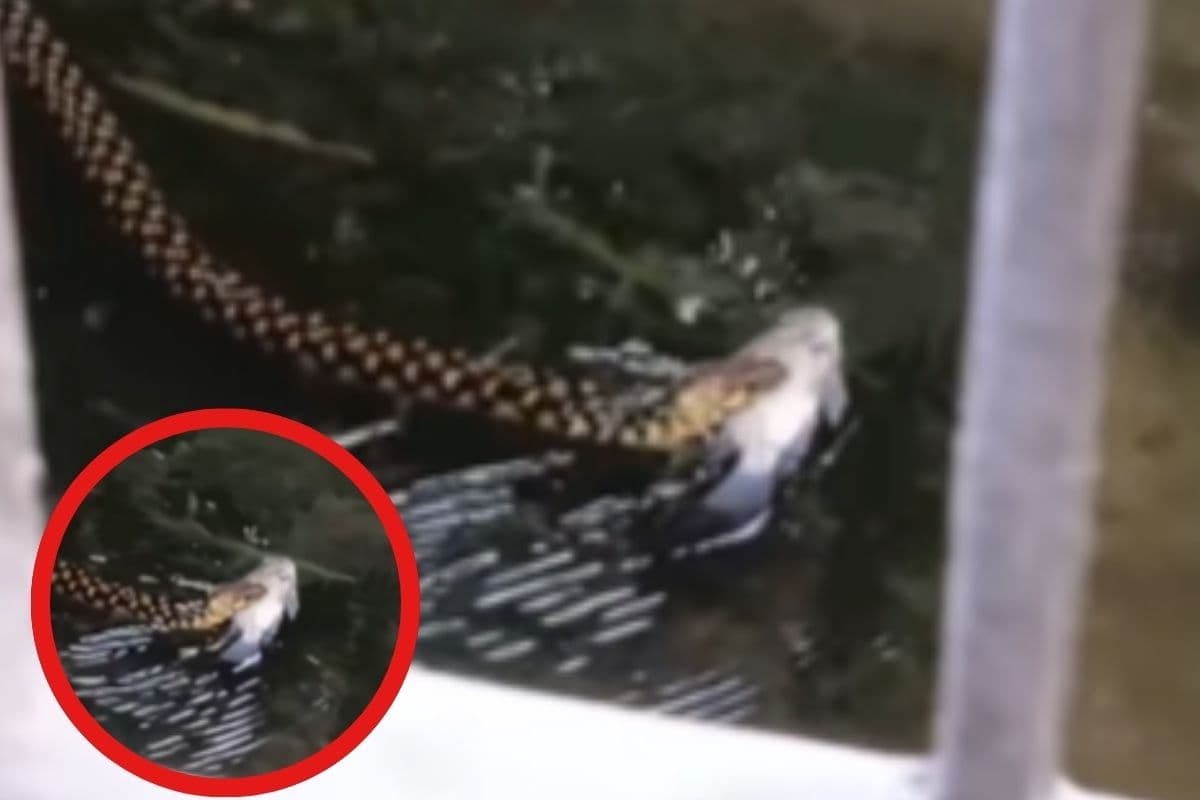 Viral Video : माछ भात की तैयारी में सांप, कोलकाता का ये वीडियो देखकर खूब हंस रहे हैं लोग